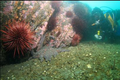 sunflower star and urchins