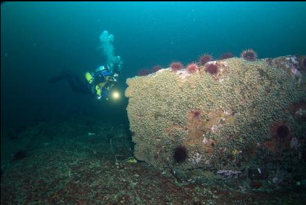 zoanthids and urchins on another boulder