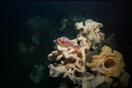 copper rockfish