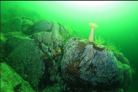 seastars, anemone and feather stars on reef