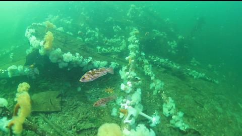 fallen mast with the wreck in the background