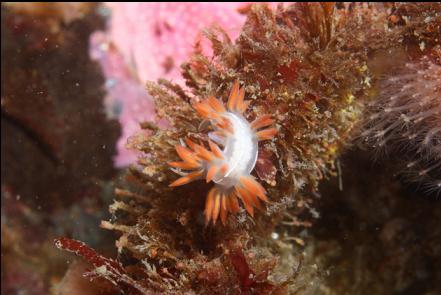 nudibranch