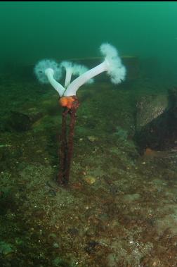 PLUMOSE ANEMONES ON JUNK UNDER DOCK