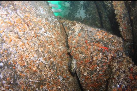 copper rockfish and orange cup corals