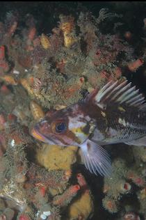 COPPER ROCKFISH