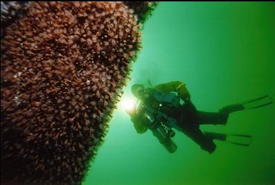 ZOANTHIDS ON WALL