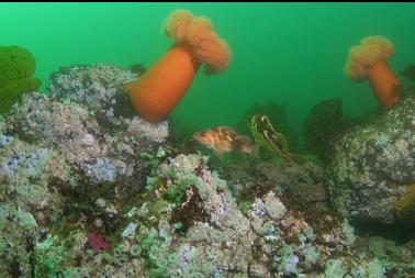 copper rockfish and plumose anemones