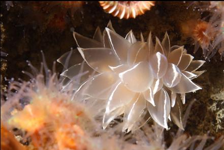 alabaster nudibranch