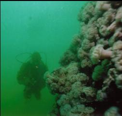 SMALL PLUMOSE ANEMONES