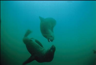 SEA LIONS