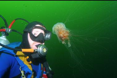 BABY RED JELLYFISH