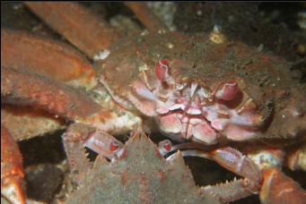 MATING TANNER CRABS