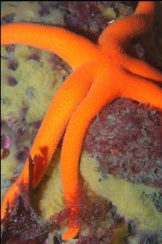 SEASTAR AND YELLOW SPONGE