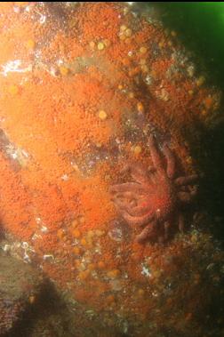 sunflower star on shallow wall