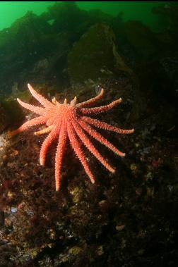 sunflower star