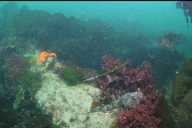 buffalo sculpin on metal beam