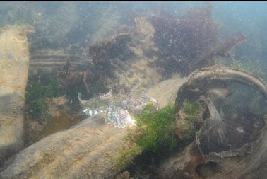 great sculpin in shallow bay