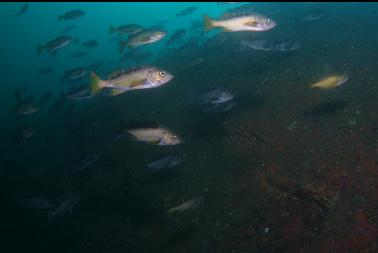 rockfish near wall