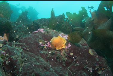 nudibranch laying eggs