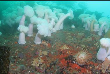 anemones on wall