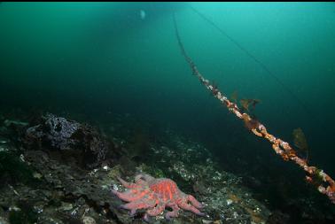 sunflower star below dock