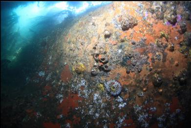 anemone and giant barnacles in "tunnel"