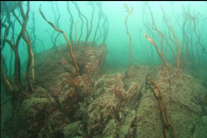 mooring chain and stalked kelp