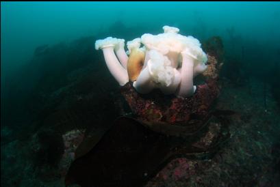 plumose anemones on boulder