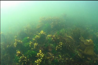 seaweed near shore