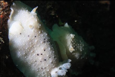 nudibranchs