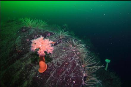 plumose anemones and feather stars