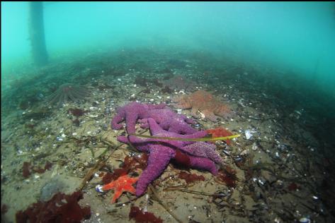 seastars under a dock in the bay