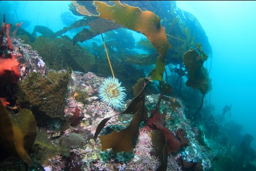 fish-eating anemone