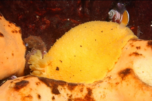nudibranch eating a sponge