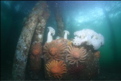 sunflower stars and anemones on block