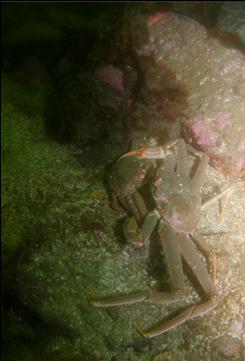 TANNER CRABS AT TANNER ROCK