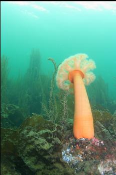 PLUMOSE ANEMONE