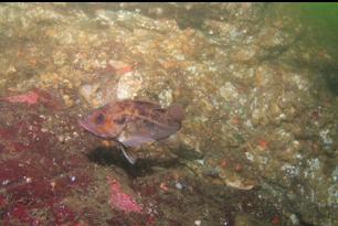 BROWN ROCKFISH