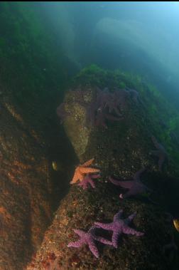 SEA STARS IN SHALLOWS