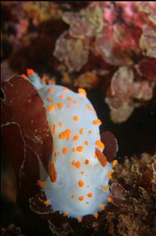 CLOWN NUDIBRANCH