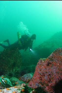 boulders on ledge in shallows