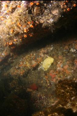 nudibranch