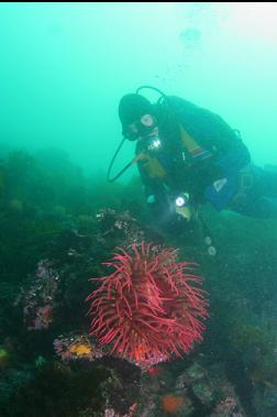 fish-eating anemone