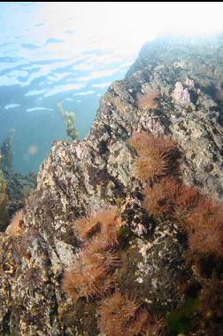 anemones near surface