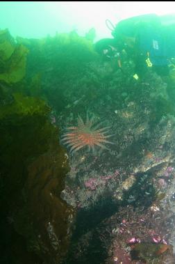 sunflower star on shallow wall