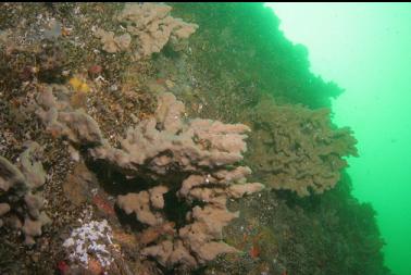 sponges on second dive