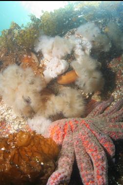 sunflower star and anemones near surface