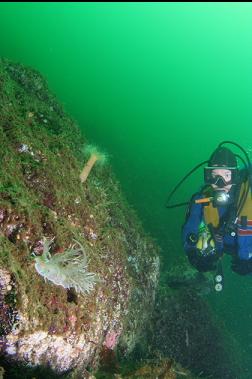 giant nudibranch 