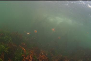 tiny jellyfish near surface