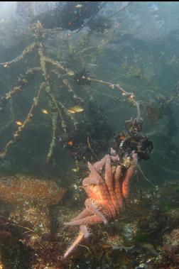 sunflower star eating mussels on tree branch